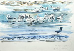 Gulls and crow at Marsh Point. Watercolour. 2013