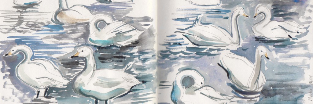 Whooper swans, Martin Mere (detail). Watercolour sketch. 2014.