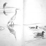 Herons and mallards. Lune estuary. Pencil.