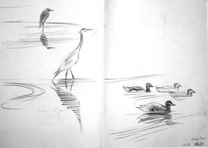 Herons and mallards. Lune estuary. Pencil. 2013