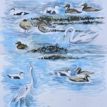 Eider, heron and swan at Conder Green. Watercolour sketch