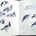 Barnacle geese, Martin Mere