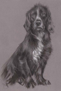 'Drew'. Pastel and charcoal.