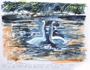 Two Swans. Watercolour. 29 x 21 cm.