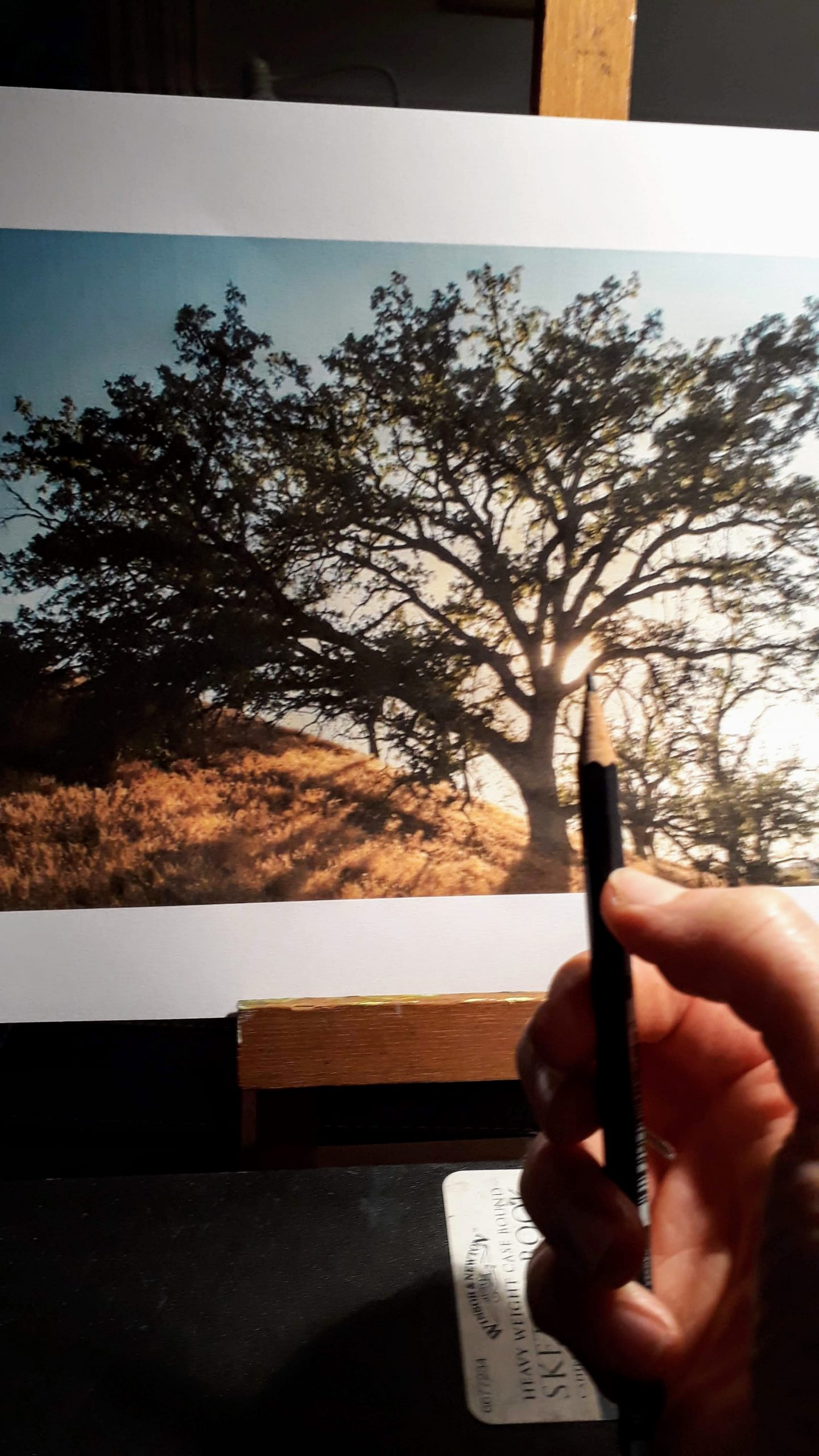 Tree Scatching Tips for sketching trees β Janet Mary Robinson