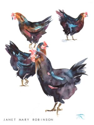 Watercolour painting of Black Rock Hens